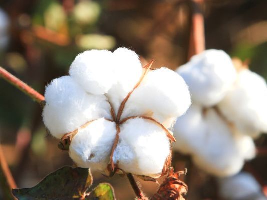 organic cotton vegan mattress